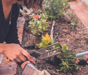 Gardening & Maintenance